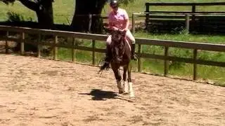 SBF Infinity (SOLD) - Starting basic dressage schooling