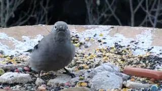 Clark's Nutcracker Breakfast