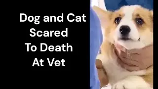 Animals Scared to Death At Vet | Funny Dog | Funny Cat