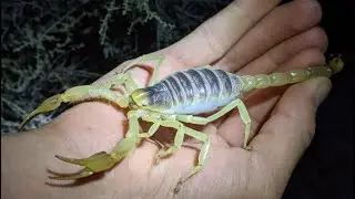 Looking for Scorpions in a Lava Flow at Night