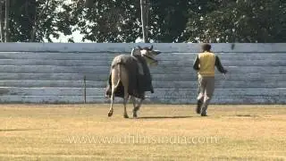 Indian Ox modeling at the Rural olympics??