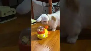 Cat Slow Feeder Puzzle Toy