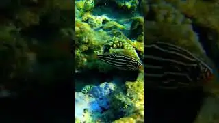 Goldenstriped soapfish @RedSeaBit