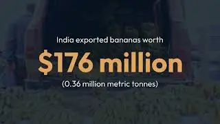 10 Successful Tips to Export Banana from India