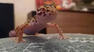 5th gen trio music earrape
