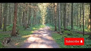 Virtual Hike through the sunny forest. Relaxing Music for Relaxation, Sleep, and Study. Screensaver