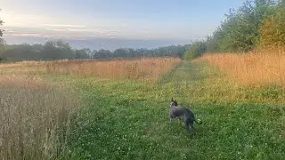 Going squirrel hunting with the dogs and catapult