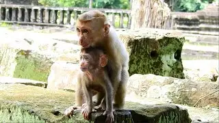That&rsquo;s Good Little Abby Help Protecting and Bring Tiny Baby Monkey Rainbow To mum Libby.
