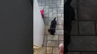 When Do You Start To Train Your Cane Corso Puppy?