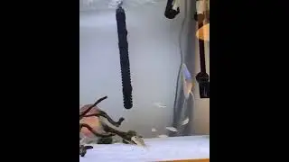 Pencinta Ikan Discus - Discus Lovers