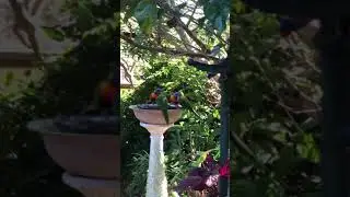 Rosella seed bath Sunday morning
