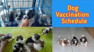 Vaccination Schedule For Puppies / Vaccination Schedule For Adult Dogs / Pagpapabakuna ng aso