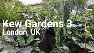 Kew - Botanical Garden of London, UK - Part 3