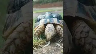 Tortoise Eating Sprouts &mdash; So Satisfying!&rdquo;