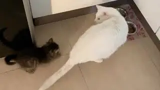 Делиться не принято. We don&rsquo;t share food with the little ones