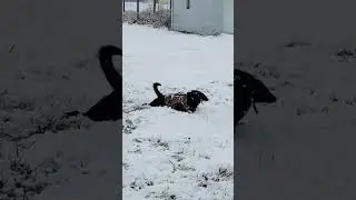 Snow Dog!