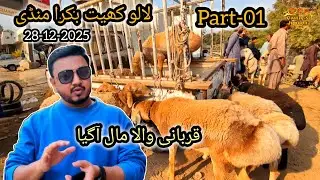 Lalukhet Bakra mandi latest update 28-12-2025 #cattlesjunoon #lalukhetbakramandi #bakramandi #goat