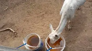 Mais um vídeo simples pra vcs do sitio boa sorte