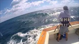 Hammer Head and Sailfish Worldwide Shark Conservation Singer Island, Florida
