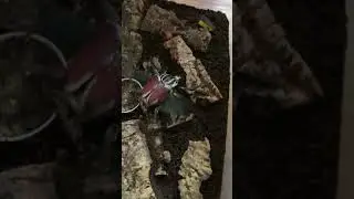 Goliathus goliatus Male Flying!