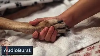 Old Pets Need Love Too: A Heartwarming Story About A Dog Named Sunny