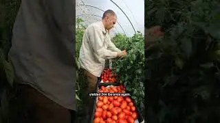 Нарушение правил севооборота