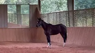 MO SISTER (Free Lunge), Adoptable Thoroughbred Mare, New Vocations