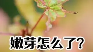 嫩芽枯萎怎么办？ 到底是什么原因造成嫩芽枯萎？原来是这两大害虫#盆景养护 #绿植养护 #病虫害防治 #杀虫药 #盆景杀虫