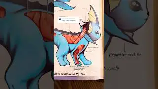 Vaporeon&rsquo;s Anatomy🫀💀💧 #pokemon #vaporeon #eevee #eeveelution #anatomy #artbook #book #kanto #art