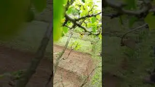 Дача мотокоса сорняки борьба с сорняками
