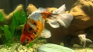 Brutus the Fantail Ryunkin