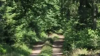 Very rare chance wolf encounter during the expedition