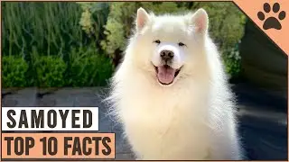 Samoyed Dog Breed - Top 10 Facts | Dog World