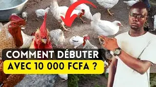 Comment D&eacute;buter l'&Eacute;levage de Poules Locales Avec 10 000 francs CFA ?