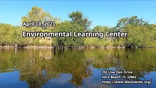 Mud Snail at Environmental Learning Center Pond