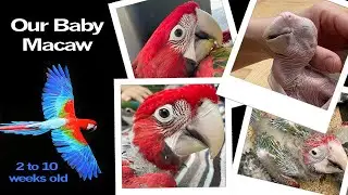 Green Wing Macaw - 2 to 10 weeks | Maui the Macaw