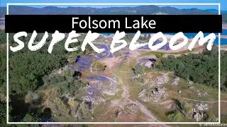 Folsom Lake State Recreation Area Lupine Super Bloom 4k Drone Footage