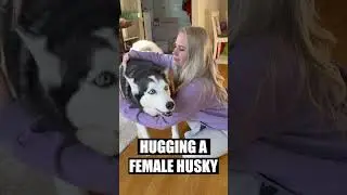 Объятия самца хаски против объятий самки хаски!!!