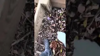 Bone hunting