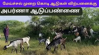 அபர்ணா ஆட்டுபண்ணை / மேய்ச்சல் முறை  கொடி  ஆடுகள் விற்பனைக்கு / goat farming / goat sale
