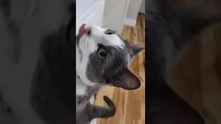 Cat licks the spoon before dinner every evening
