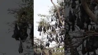 Indian Flying Fox - Biggest Bat od Sri Lanka #animals #nature #srilanka