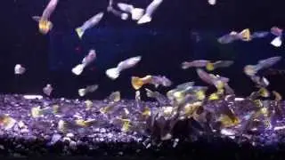 Fancy Guppys @ LFS