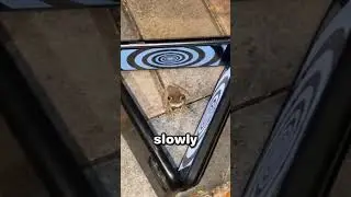 They Tried to Hypnotize a Frog 🐸