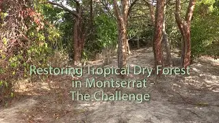Tropical Dry Forest Restoration in Montserrat - The Challenges