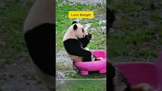 Tingkah Lucu & Fakta Unik Panda yang Bikin Gemas!