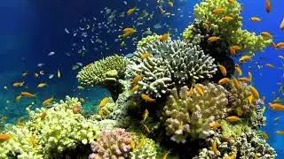 Aquarium fish video.