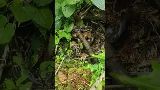 Python spotted at Dongroli Bamboo nursery