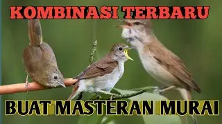 masteran terbaru wambi mini sikatan Londo kerak basi cocok buat masteran murai batu