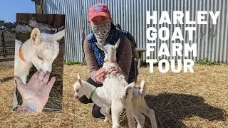 Harley Goat Farm - BEST Mood Booster 😄 - Harley Farms California - Newborn Baby Goats